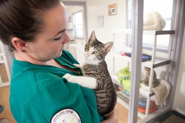 Online Vet Tech Programs: Become a Veterinary Technician Quickly