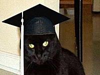 Cat earns life experience online degrees