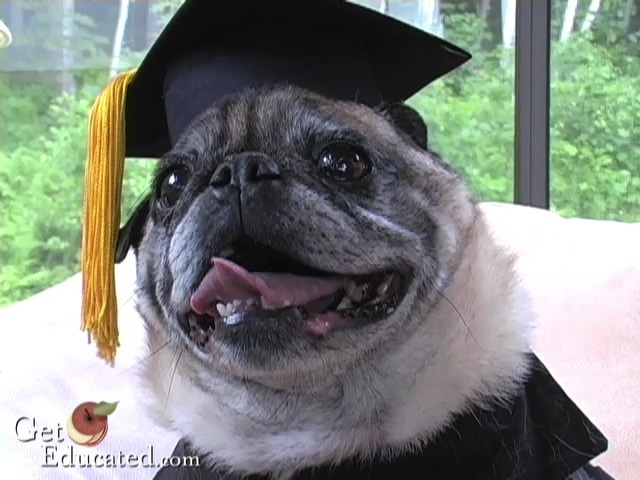 First dog earns MBA in buy a degree scam