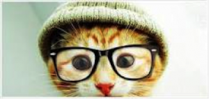 Top Online Socially Progressive Colleges|Hipster kitty with glasses