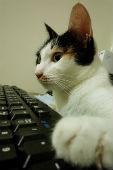 Time Management Strategies For Online College Students Doesn't Include Watching Cat Videos