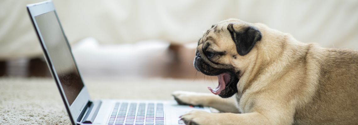 pug dog in front of laptop