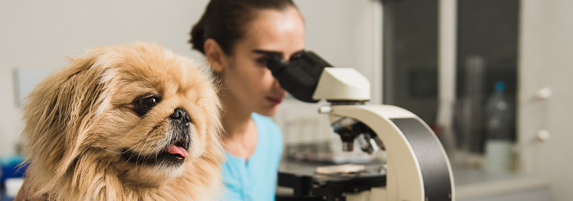 Online Vet Tech Programs Become A Veterinary Technician Quickly