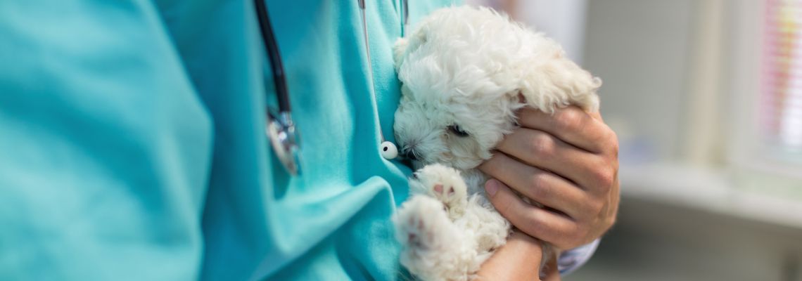 Online Vet Tech Programs